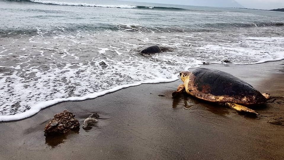 Bodrum – Croisière sur la rivière Dalyan – Plage des Tortues et Bains de Boue